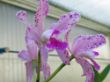 amethystoglossa 3.jpg