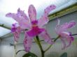 amethystoglossa 1000.jpg