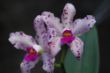 amathystoglossa new 015.jpg