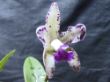 amethystoglossa w 1000.jpg