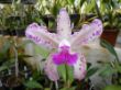 amethystoglossa 1000 s.jpg