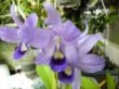 bowringiana coerulea.jpg