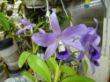 bowringiana coerulea 2.jpg