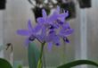 bowringiana coerulea 3.jpg