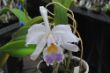 gaskelliana coerulea 003.jpg