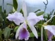 jenmanii coerulea Pedra Azul 500.jpg